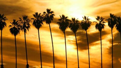 Palm trees in the sunset.