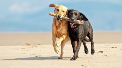 Two labrador retrievers, one yellow and one black, running together on a beach with a single stick in their mouths.