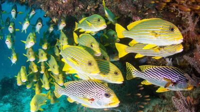 A school of colorful tropical fish swim together in a large group.