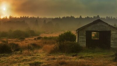 rustic shed in meadow