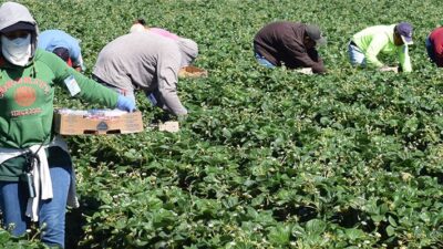 Seasonal farm workers pick and package strawberries