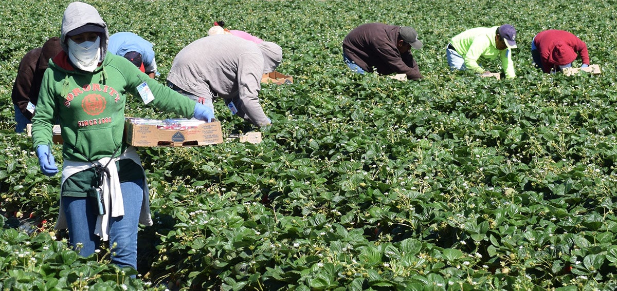 Seasonal farm workers pick and package strawberries