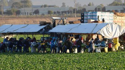 Workers harvest lettuce in Salinas Valley, California.
