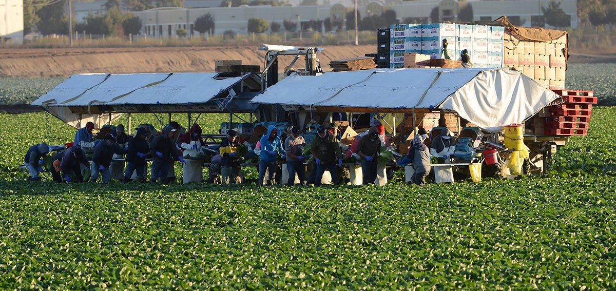 Workers harvest lettuce in Salinas Valley, California.