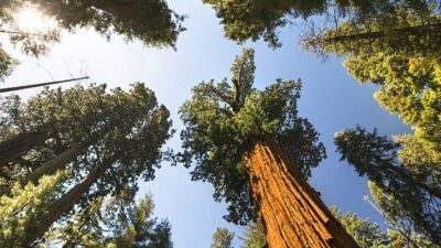 Large tree in Sequoia National Park California USA