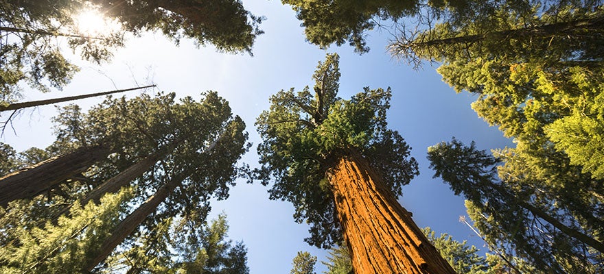 Large tree in Sequoia National Park California USA