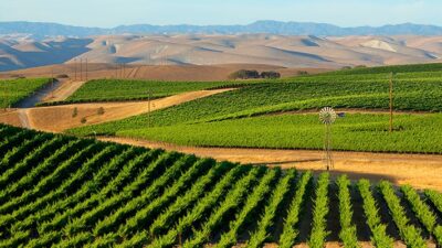 Vineyard in the Central Valley of California