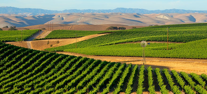 Vineyard in the Central Valley of California