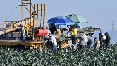 Farmworkers harvest broccoli in an Adams Brothers Farm field near Santa Maria, Calif.