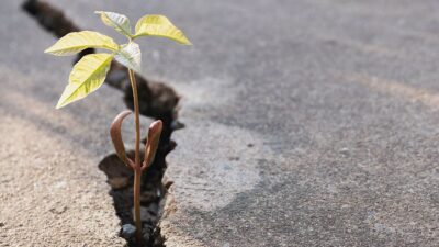 small plant emerges from crack in sidewalk