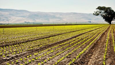View of farmland in the Central Valley of California. Crops growing in a field. Mountains in the background.