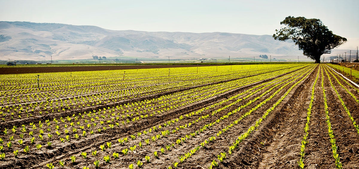 View of farmland in the Central Valley of California. Crops growing in a field. Mountains in the background.